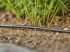 Bild på GARDENA Micro-Drip Droppslang 4,6 mm, 3/16" (15 m) 1362-20
